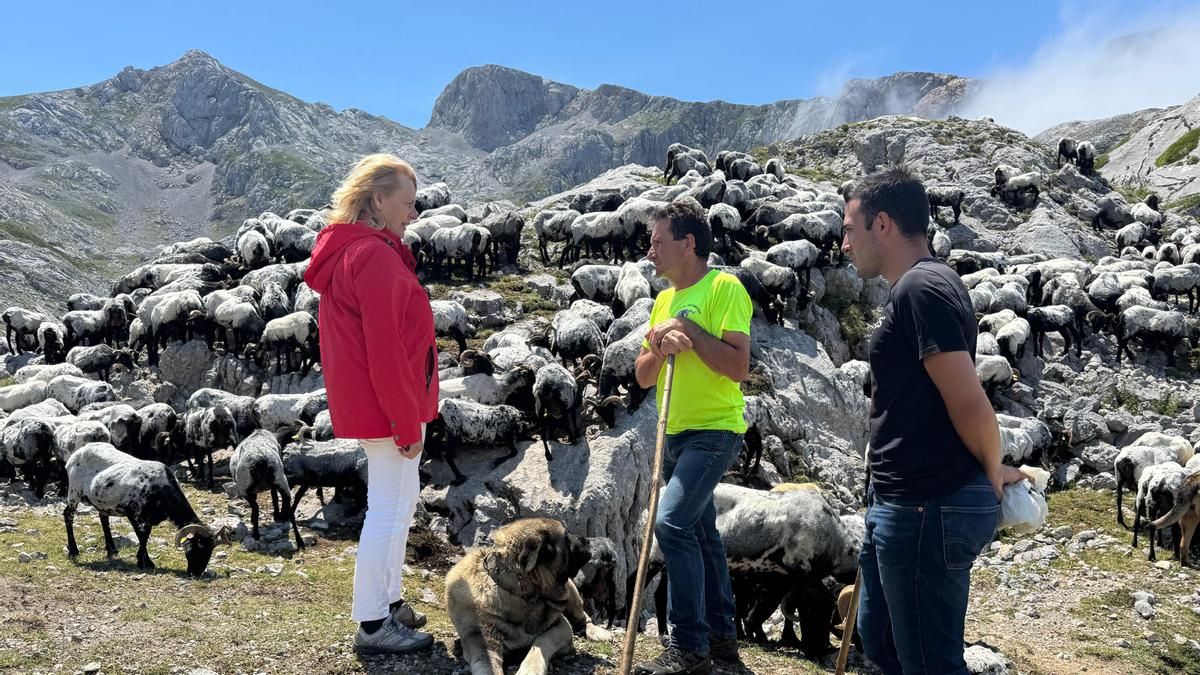 Desarrollo Rural convoca ayudas para razas cántabras de ganado ovino y caprino