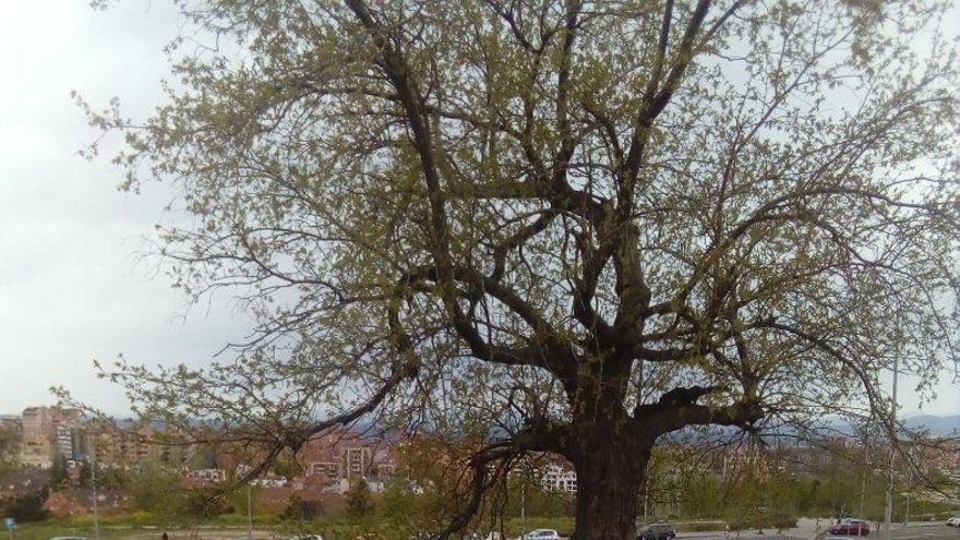 “Señor José Luis Martínez Almeida, proteja la morera centenaria de Tetuán”