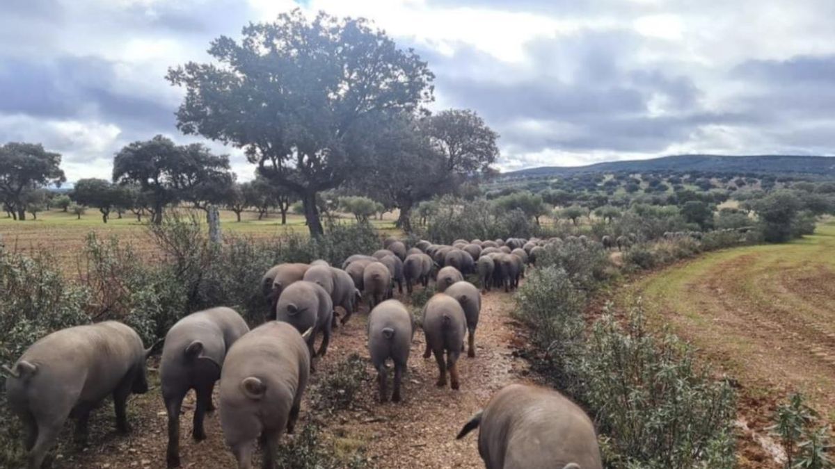 Retos estructurales y técnicos del sector agrario español ante el horizonte 2026