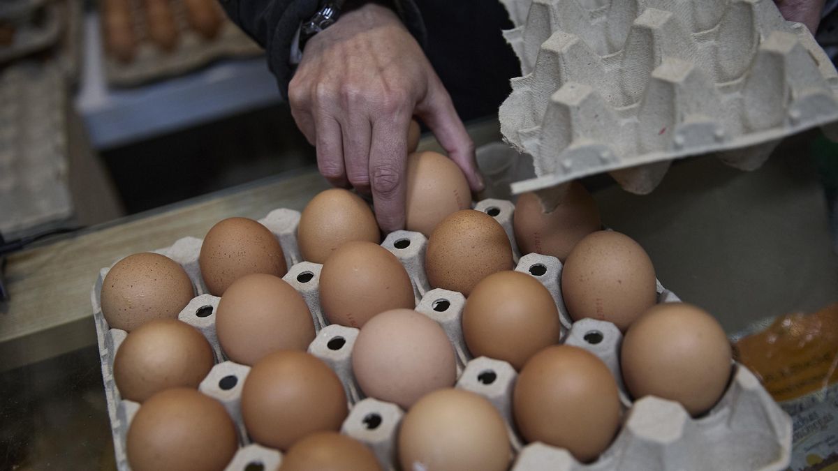 Brote de salmonella: al menos 13 personas intoxicadas por consumir huevos de producción nacional contaminados