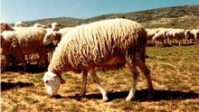 Castilla-La Mancha recibirá más de 14 millones de euros para programas agrícolas, ganaderos y de desarrollo rural
