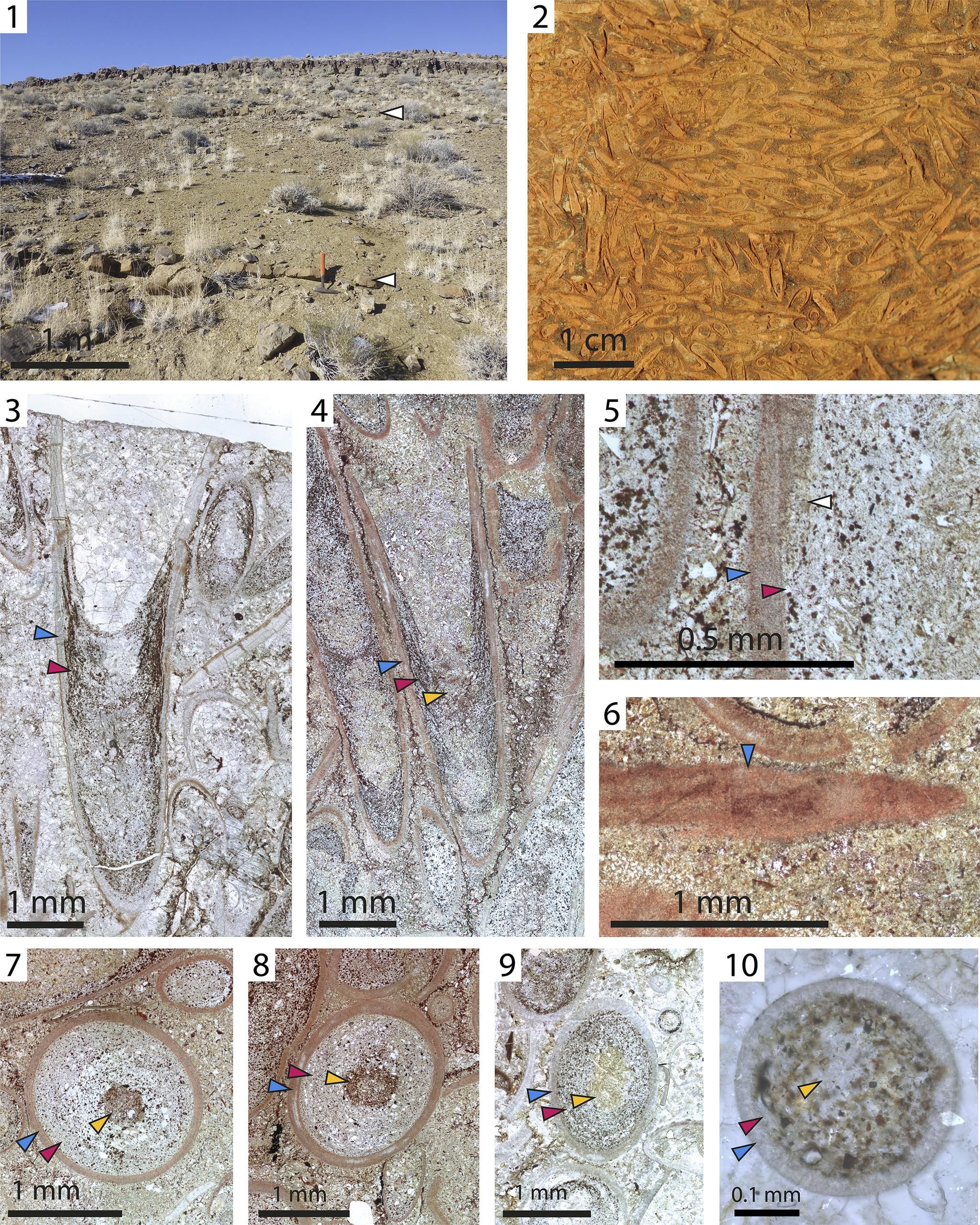 'Salterella' de la Formación Harkless cerca de Gold Point, Nevada.