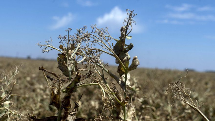 Las lluvias le dieron una segunda vida al maíz tardío, según la Bolsa de Comercio de Rosario