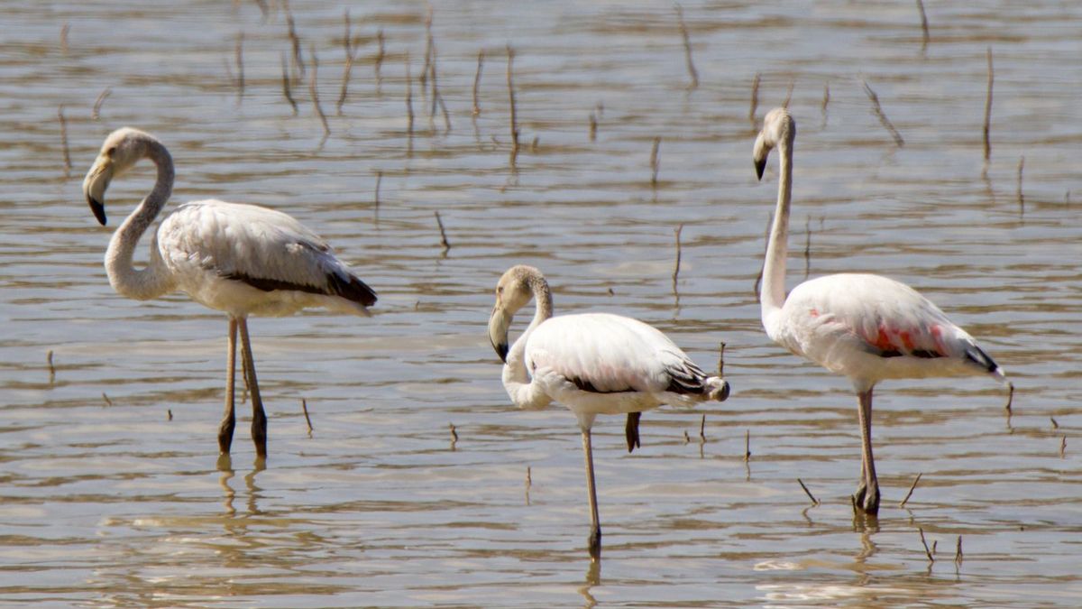 La cantidad de alimento disponible altera el tono de las plumas porque las aves reciben más o menos carotenoides según cambian las algas, los crustáceos y las condiciones del humedal