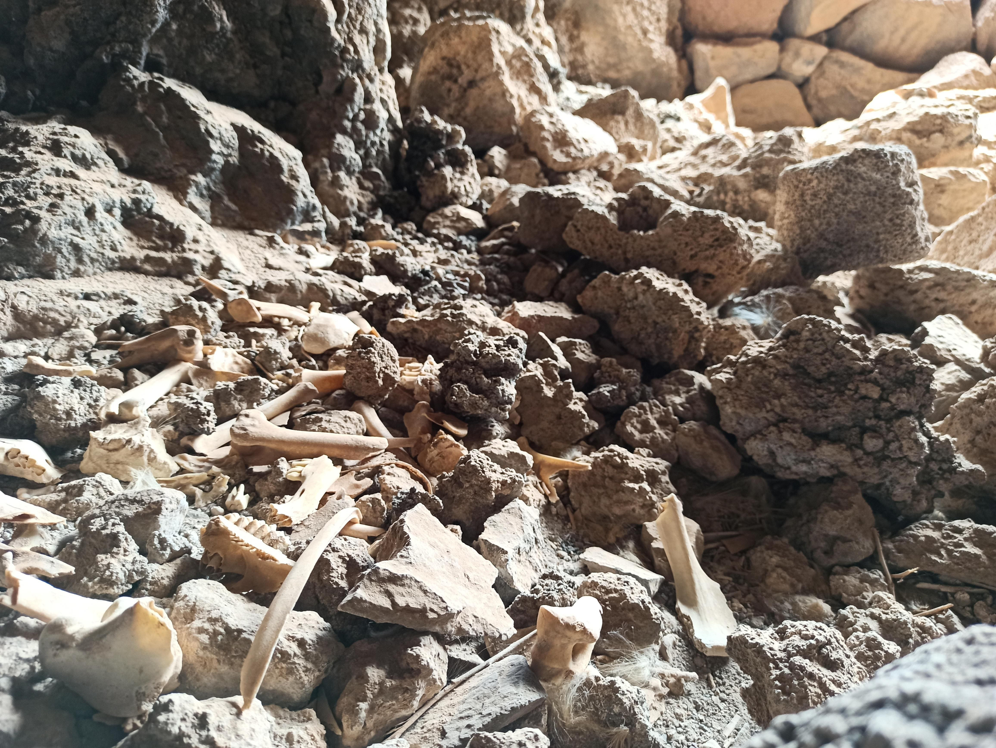 Restos óseos de cabras y ovejas en un yacimiento de Guayadeque, en Gran Canaria.
