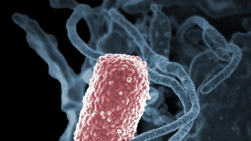 La 'pandemia silenciosa': uno de cada diez usuarios de residencias en Tenerife porta superbacterias resistentes a los antibióticos