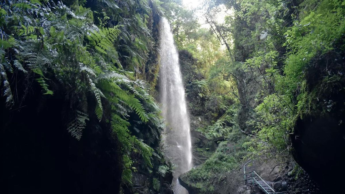 El Gobierno  de Canarias tramitará por urgencia el anteproyecto de Biodiversidad y Recursos Naturales