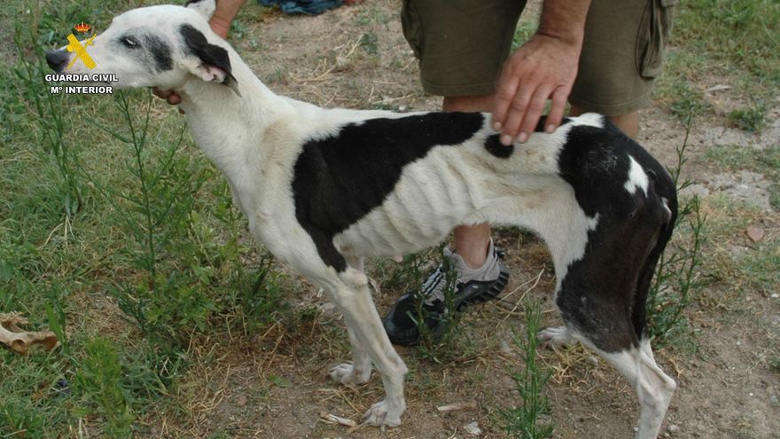Investigan al dueño de una perrera de Calahorra por maltrato animal: había un perro muerto devorado por otros animales