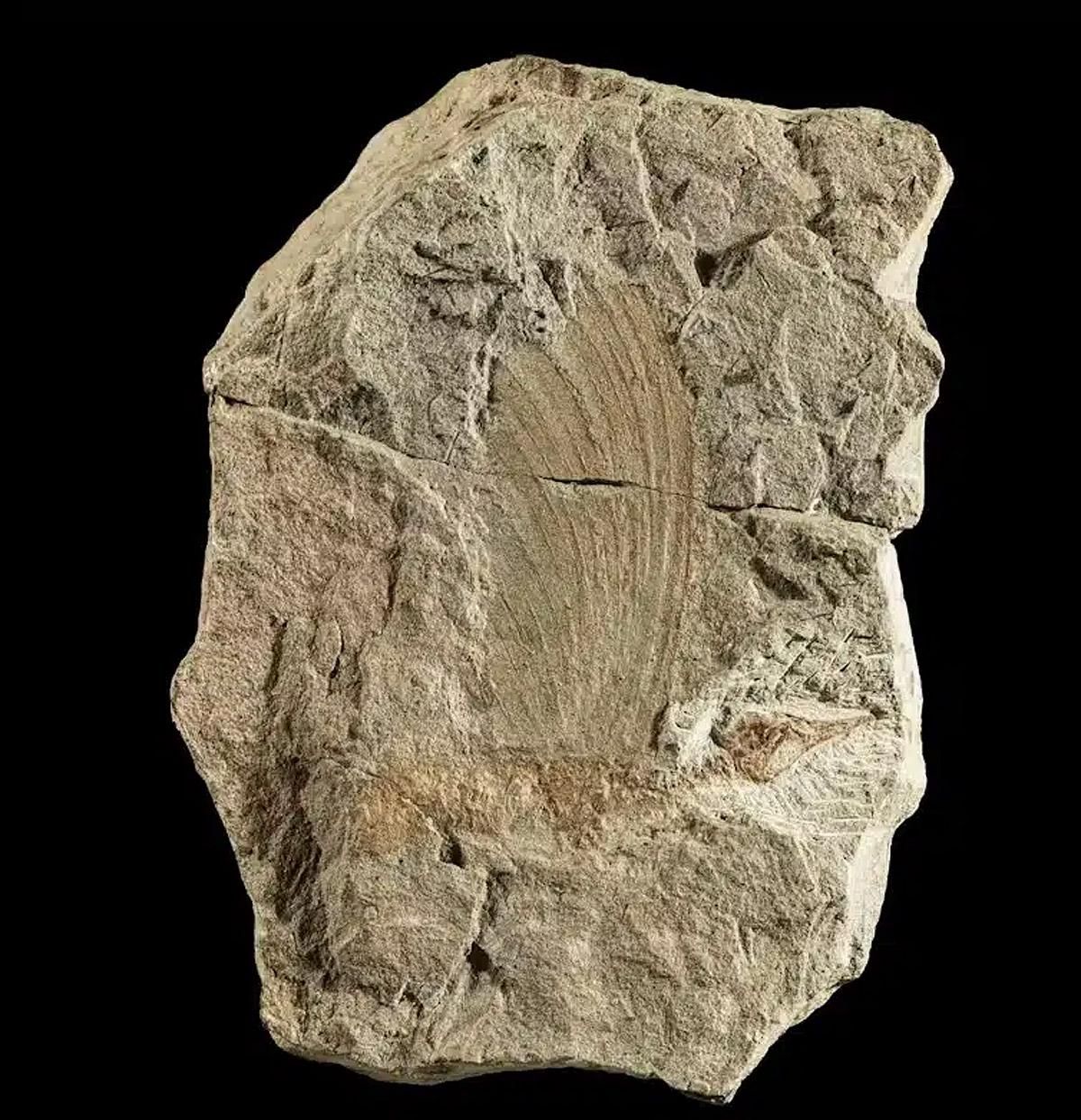 El holotipo de ‘Mirasaura’ que muestra el cráneo similar al de un pájaro y la cresta a lo largo de la espalda.