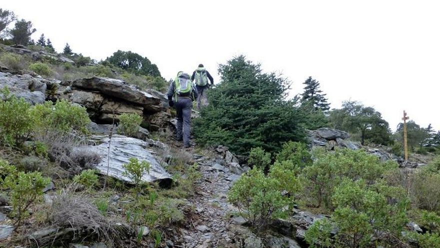 El pinsapar de la Sierra de las Nieves, una rareza botánica en medio del Mediterráneo