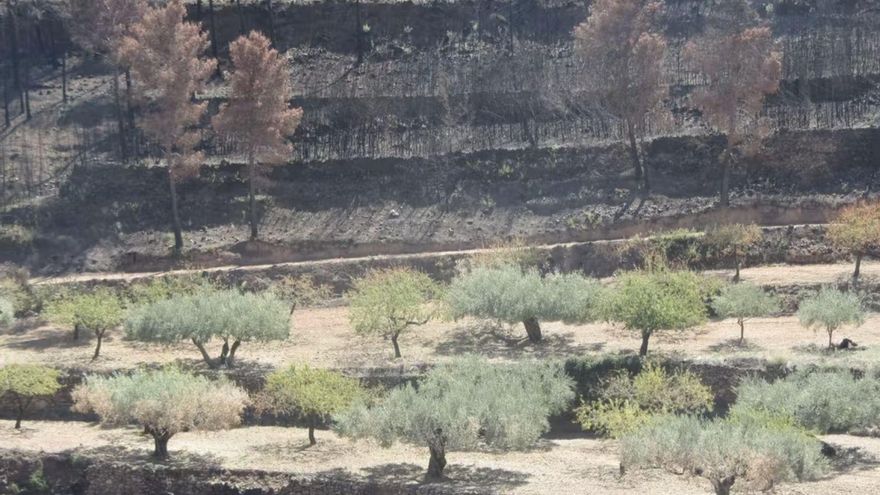 Paisaje en la zona de Gátova (Valencia) después de un incendio en el verano de 2017. Alternar cultivos en zonas de monte (mosaicos agroforestales) ayuda a frenar su propagación.
