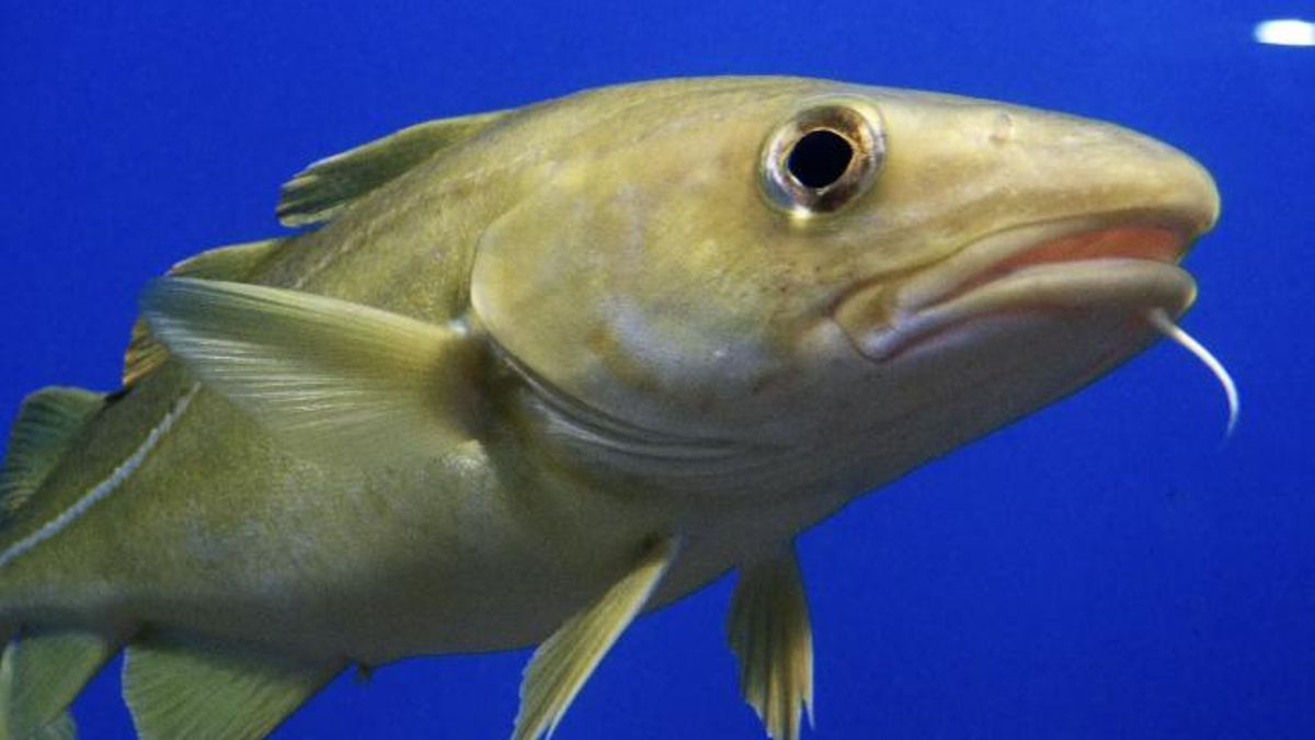 El calentamiento del agua altera los encuentros entre especies