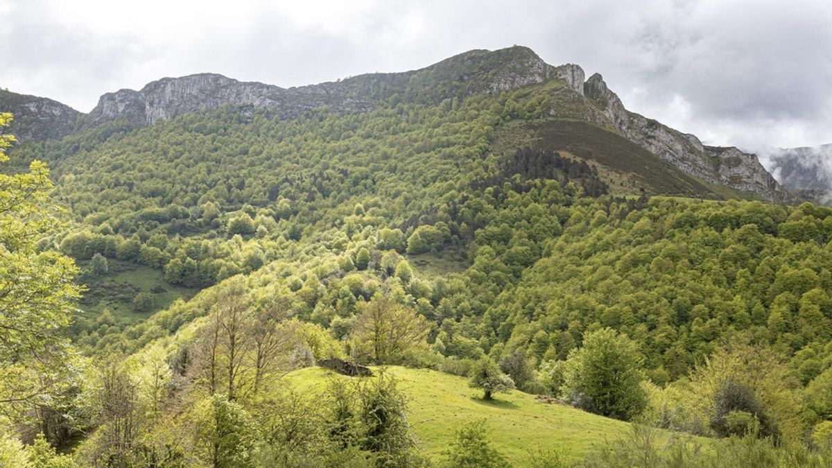 Desde Asturias o León: una ruta de senderismo por uno de los hayedos más frondosos y espectaculares de la región