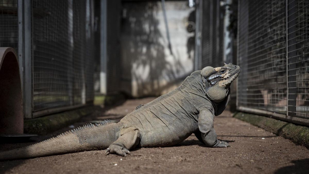 Ejemplar de Cyclura cornuta, iguana rinoceronte. (EFE/Miguel Barreto)