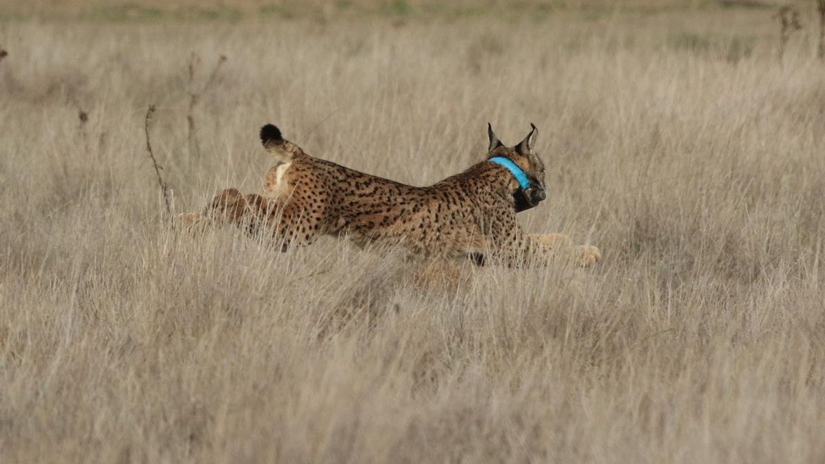 Malabar, Marchés, Moraima y Mosquito, cuatro nuevo linces ibéricos reintroducidos en Castilla-La Mancha