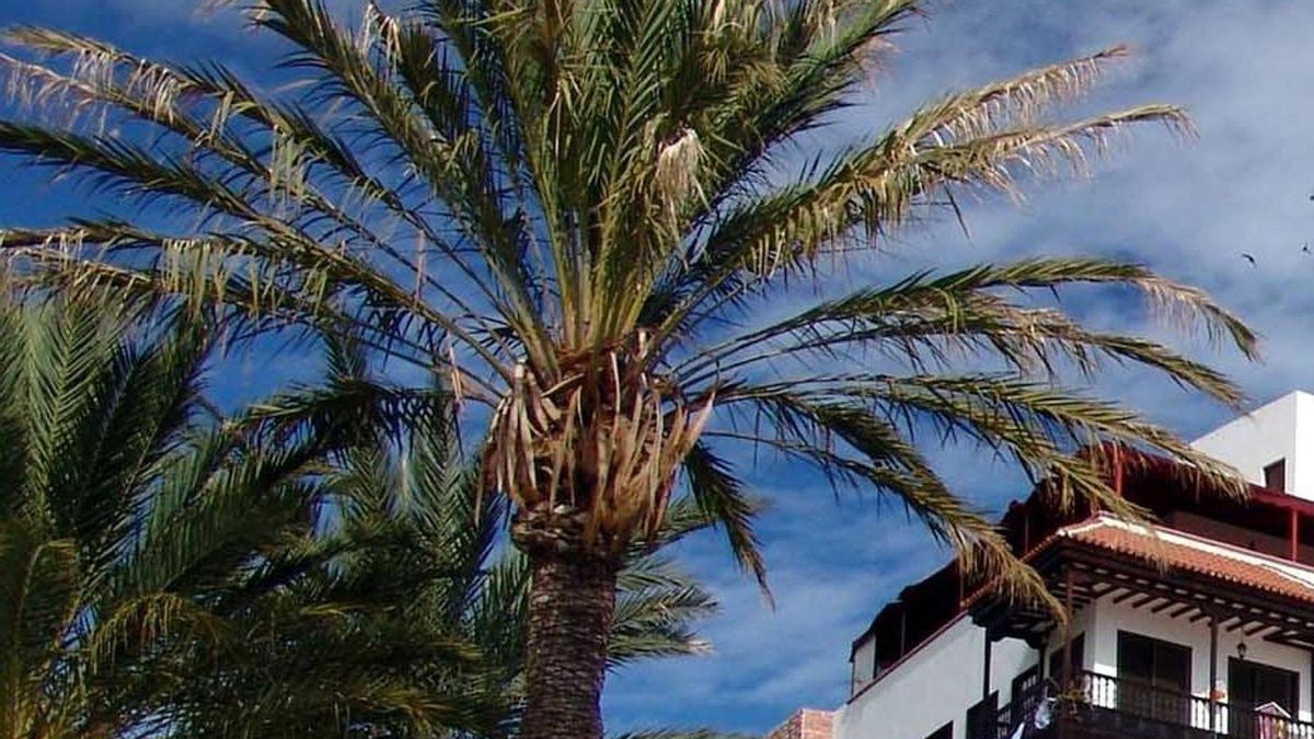 Imagen de archivo de una palmera canaria.