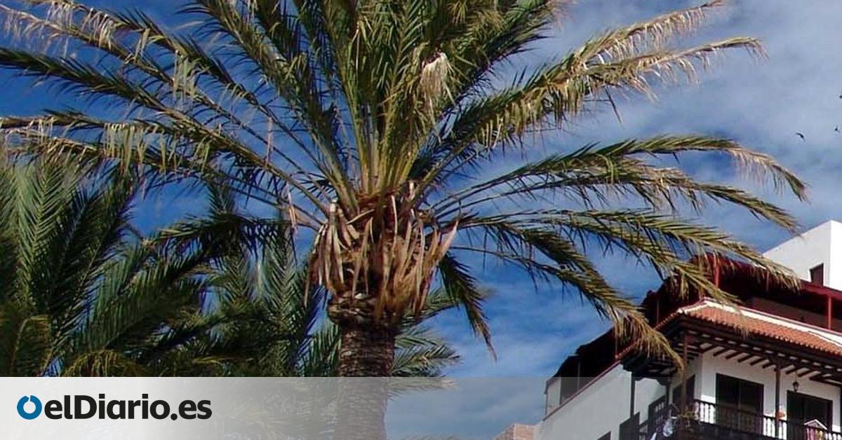 Detenido un hombre por talar y podar varias palmeras canarias sin autorización en Gran Canaria