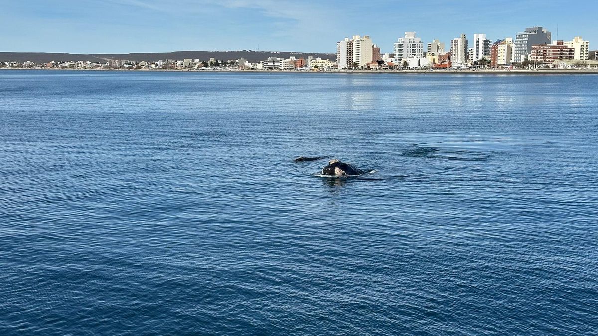 Una Ballena franca australe y su ballenato junto al Muelle Luis Piedra Buena de Puerto Madryn.