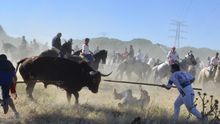 Celebración del torneo del Toro de la Vega en Tordesillas 2013