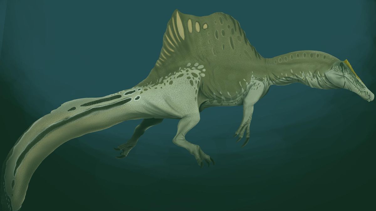 Spinosaurus는 새로운 분석 시스템의 효율성을 확인합니다.