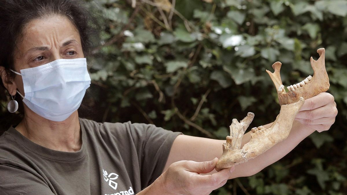 Lourdes Herrasti, miembro del departamento de Antropología de la sociedad de Ciencias de Aranzadi, muestra la diferencias del tamaño de una mandíbula normal con la de Miguel Joaquín Eleicegui, el gigante de Altzo. EFE/ Gorka Estrada