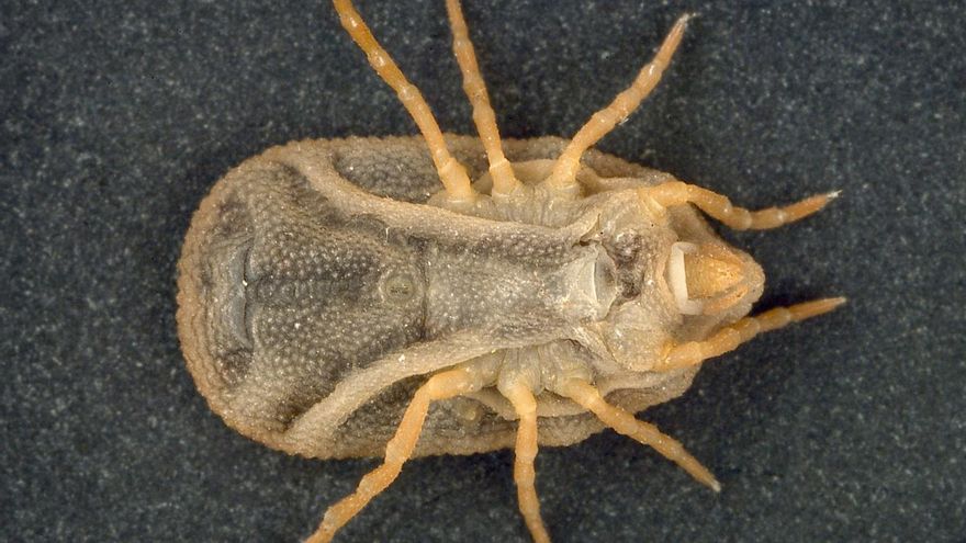 Ingresado en Madrid un enfermo de la fiebre Crimea Congo después de ser picado por una garrapata