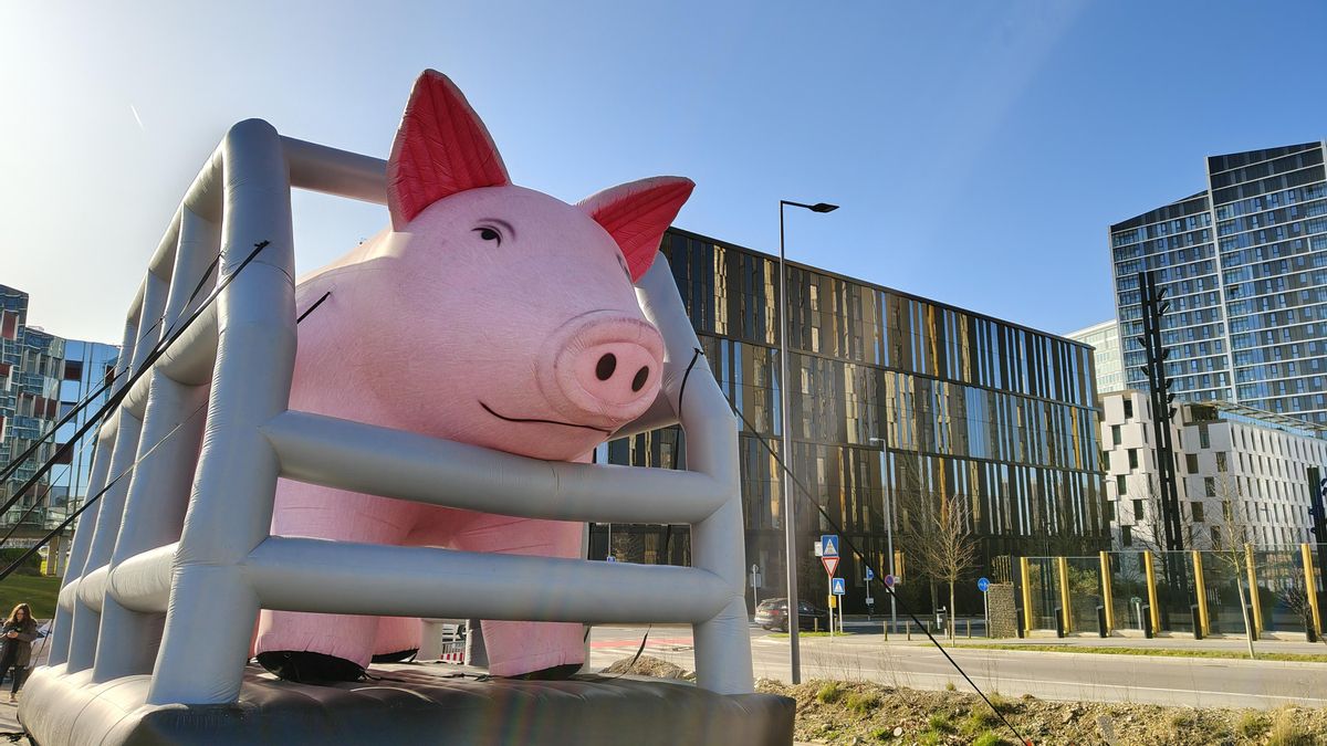 ¿Para qué sirve la democracia si aún hay millones de animales en jaulas? El Tribunal de Justicia de la Unión Europea tiene el reto de responder a esta pregunta