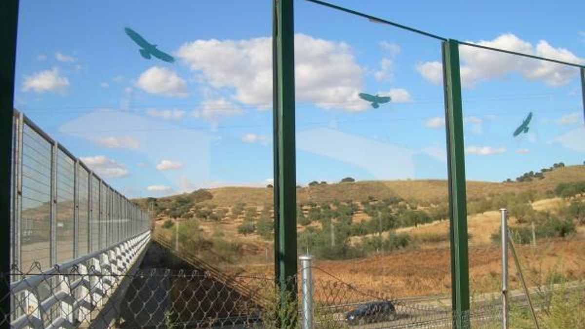 Pista de pádel con pegatinas de siluetas de pájaros