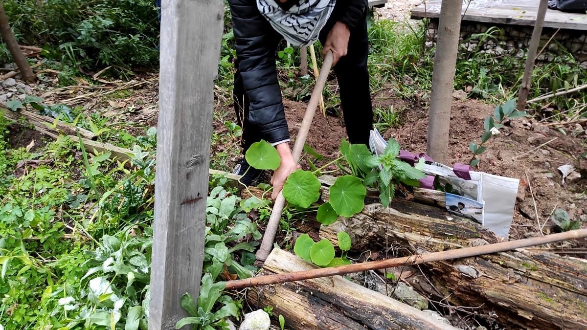 Recolectando plantas