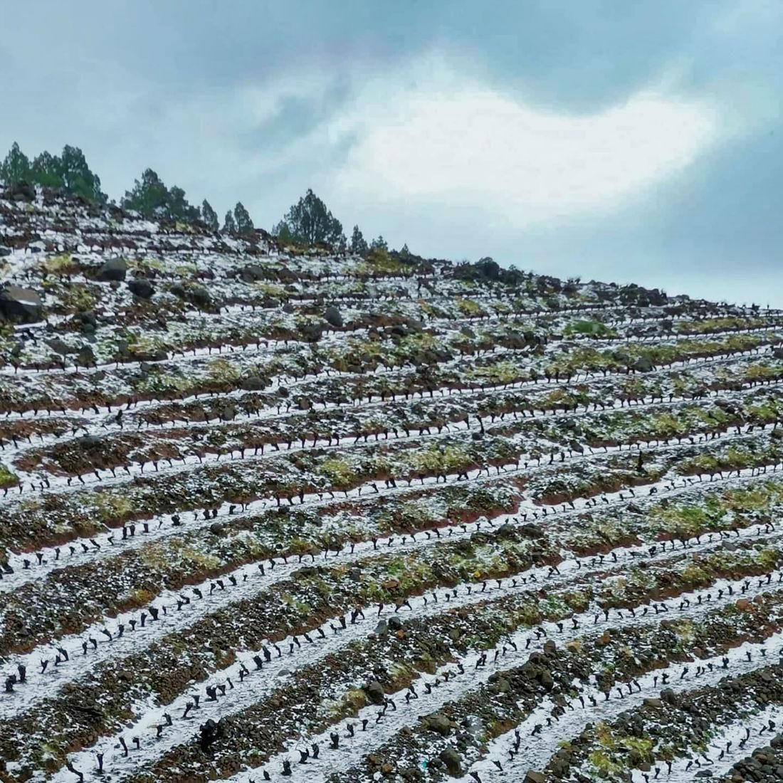 Viñedos de la marca 'El Tendal' de Puntagorda cubiertos de nieve.