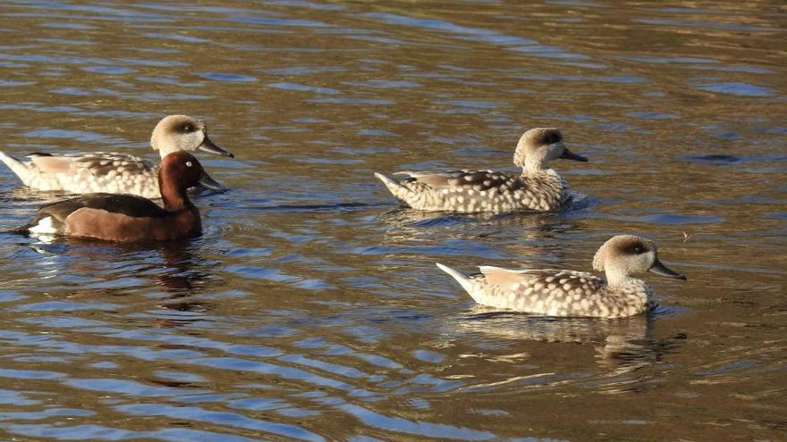Hace 30 años este paraíso para las aves lo creó en un pueblo sevillano un matrimonio de biólogos y ahora alberga 2000 ejemplares y 180 especies diferentes