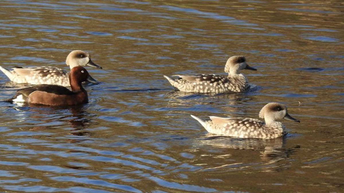 Hace 30 años este paraíso para las aves lo creó en un pueblo sevillano un matrimonio de biólogos y ahora alberga 2000 ejemplares y 180 especies diferentes