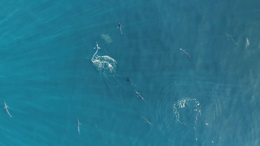 Los marlines cambian de color cuando atacan a bancos de sardinas en grupo