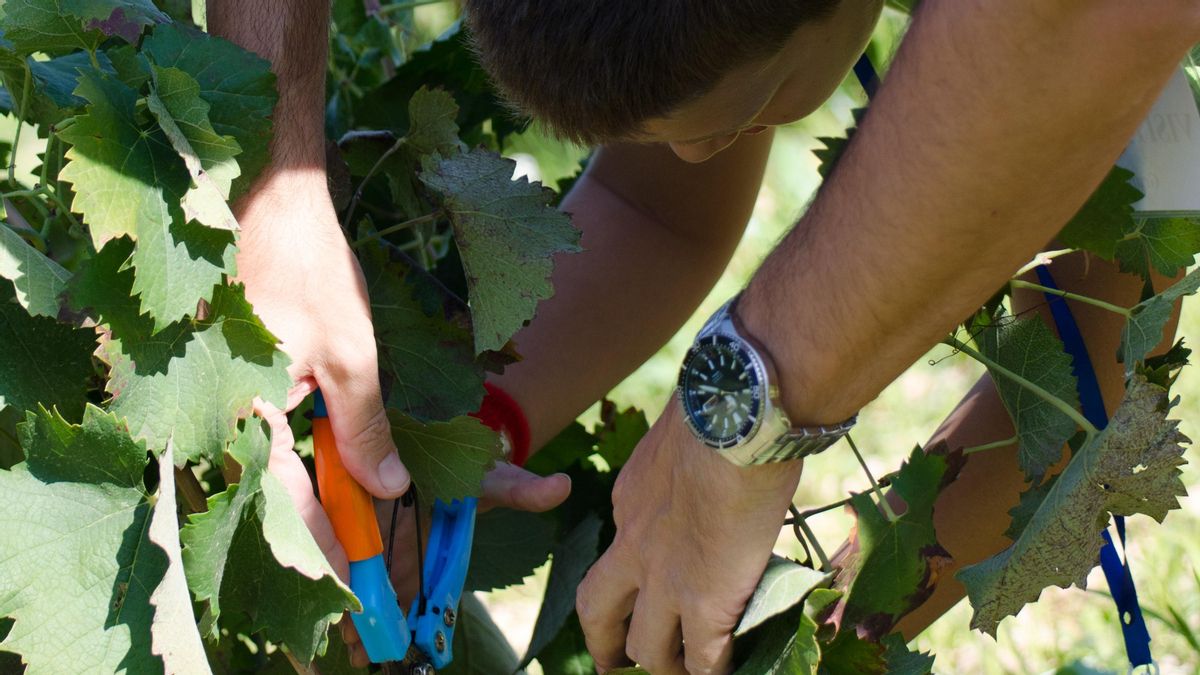 Bodegas Luzón arranca la XV edición de Vendimia Abierta con aforo completo en sus primeras actividades y nuevas experiencias en torno al vino