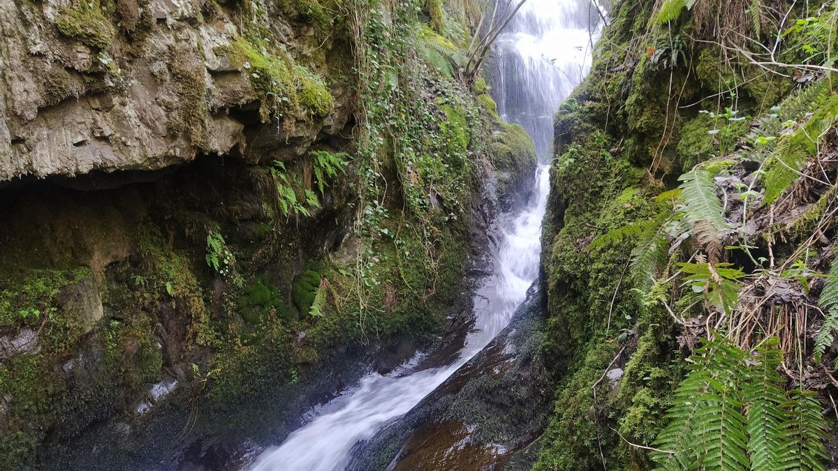 Gualtón de Palacios.