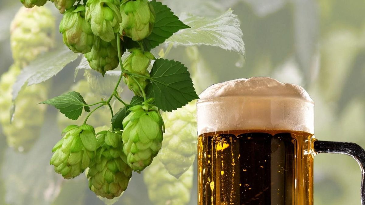 Qué está pasando en la cerveza que bebes: El lúpulo leonés afronta una nueva era de cambios e incertidumbres