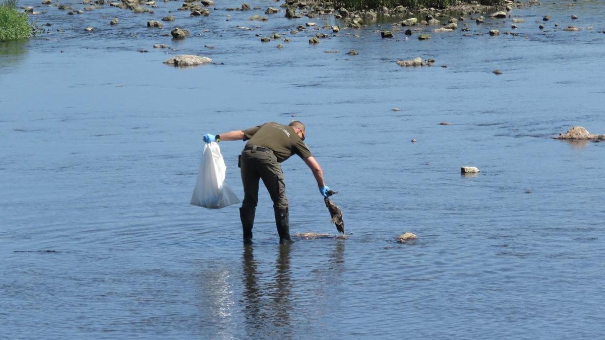 Aparición de aves muertas en la ría de San Martín, en Suances