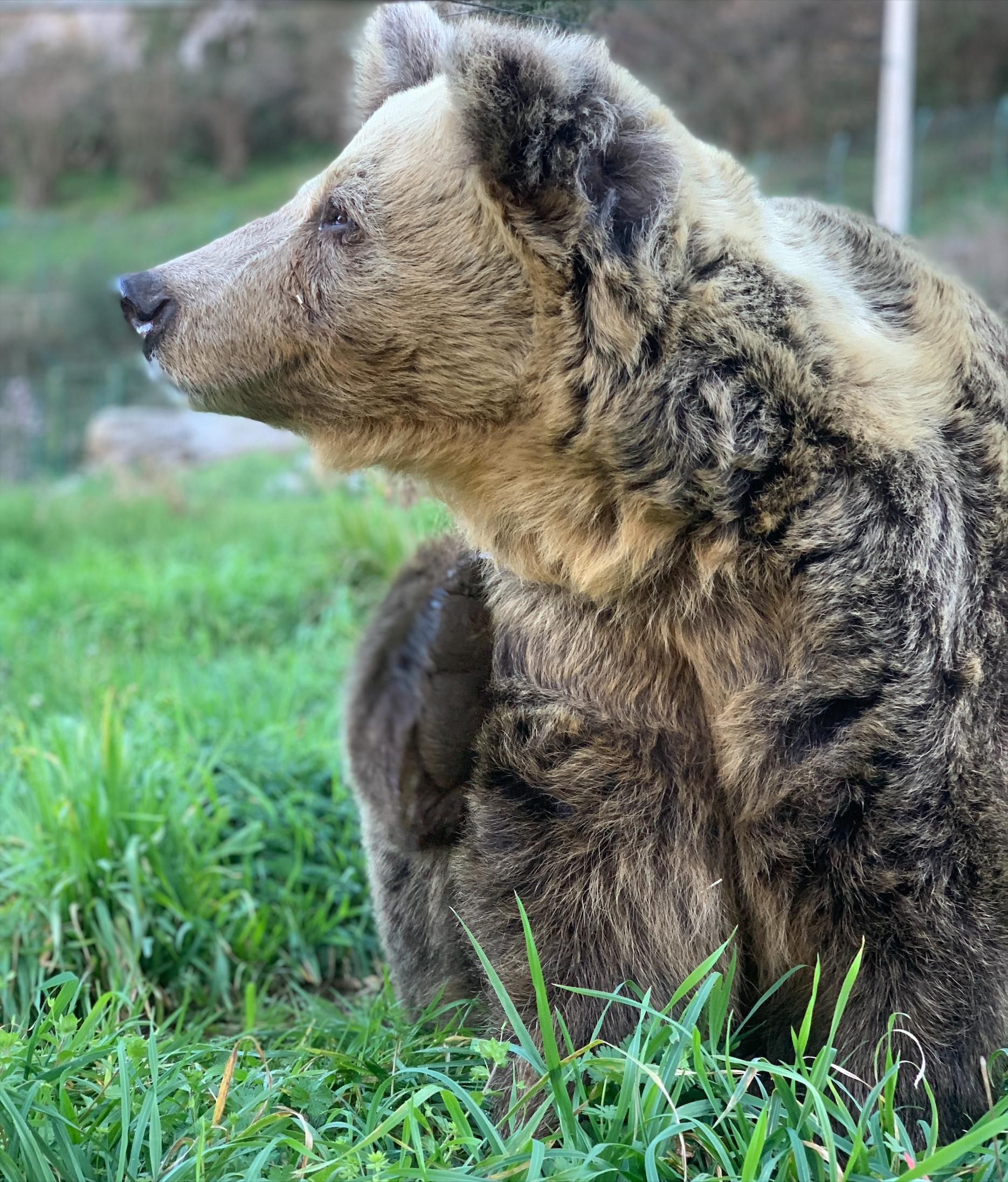 La osa Paca fue, junto a su hermana Tola, uno de los símbolos de la lucha por la supervivencia del oso pardo cantábrico
