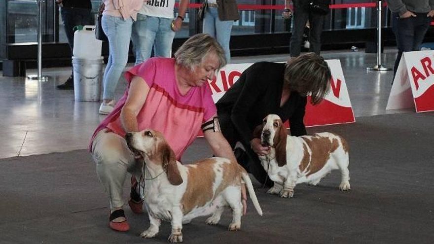 El Palacio de Congresos de León acoge la XXII Exposición Internacional Canina. / Peio García / ICAL