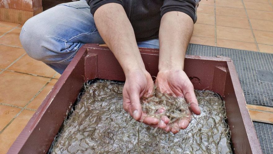 Las comunidades autónomas rechazan proteger a la anguila como piden los científicos