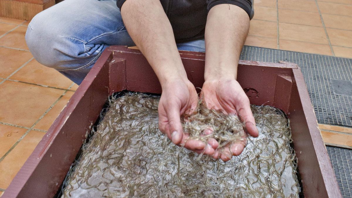 Las comunidades autónomas rechazan proteger a la anguila como piden los científicos