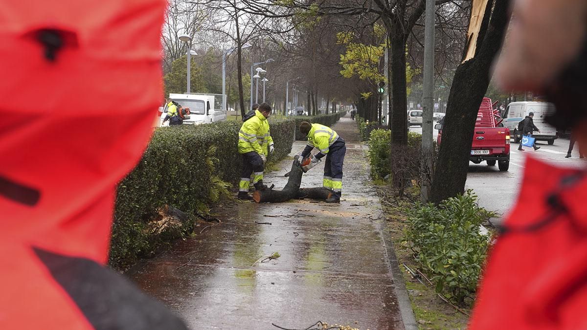 Los bomberos retiran un árbol caído en la Avenida América