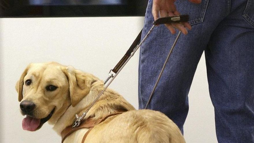 Los perros de asistencia podrán entrar en todos los lugares abiertos al público