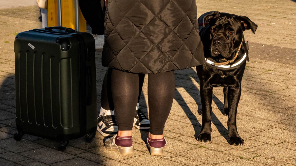 El perro, un viajero más.