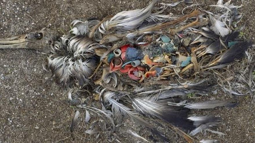 Una ave en descomposición muestra el interior lleno de pedazos de plástico / SEO-Birdlife.