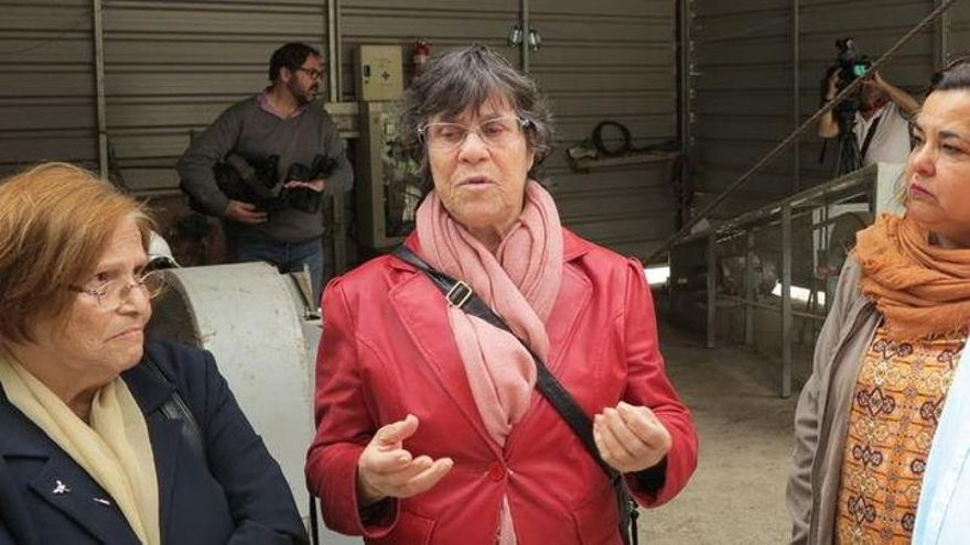 La grancanaria Pino Sosa