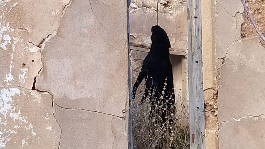 Estado en el que fue localizado el animal