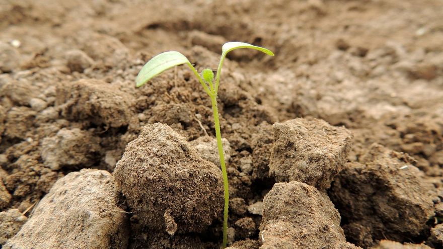 Castilla-La Mancha es la segunda región con más superficie y producción de semilla certificada