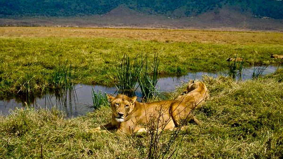 Día Mundial del León: los 5 mejores países de África para avistar esta especie en libertad