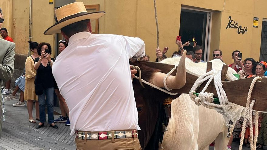 Preparando a los bueyes para que tiren del carro con la imagen de la virgen del Rocío